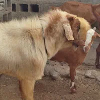 فروش نری مخصوص مال ...بزرگ و هیکلی