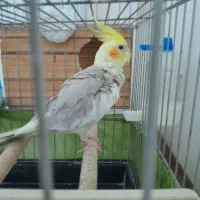 یک جفت عروس هلندی مولد|پرنده|ماهدشت, |دیوار