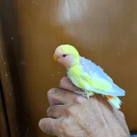 طوطی کوتوله برزیلی