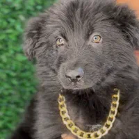 توله سگ ژرمن|سگ|تهران, شهر زیبا|دیوار