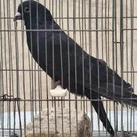 دمگیر قلاق ماده واز پرده پا