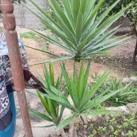یوکا تنه دار چهارسر