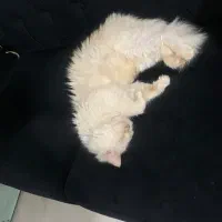 گربه پرشین ۳۵۰۰|گربه|ساری, |دیوار