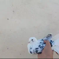 کبوتر|پرنده|گرگان, |دیوار