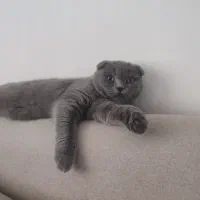 اسکاتیش فولد|گربه|نقده, |دیوار