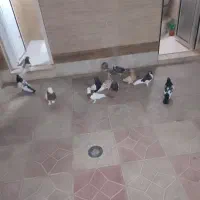 کبوتر فروشی جفتی|پرنده|شیراز, گچی|دیوار