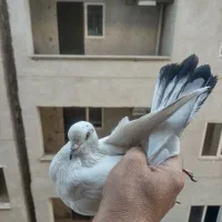 نرو ماده با جوجه|پرنده|پردیس, فاز ۸|دیوار