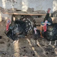 مرغ ،بوقلمون واردک موسکوی در شهر هویزه|حیوانات مزرعه|اهواز, سیاحی(سه راه خرمشهر)|دیوار