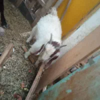 فروش گوساله ماده سرحال وگوسفند|حیوانات مزرعه|زرند, |دیوار