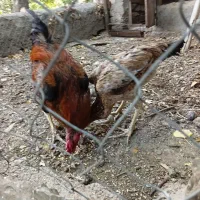 مرغ وخروس لاری اصیل