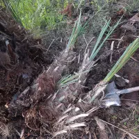 پاجوش یا فِسیل خرما فروشی