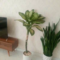 گل دیفن باخیا