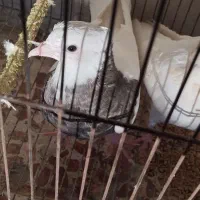 طوقی جوجه.جفت|پرنده|نیشابور, شریعتی|دیوار