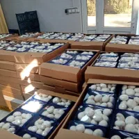 پرورش قارچ|خوردنی و آشامیدنی|مشگین شهر, |دیوار