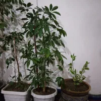 گل پنج انگشتی