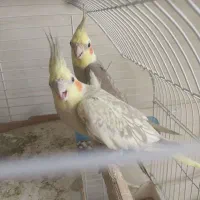 عروس هلندی یک جفت با جوجه