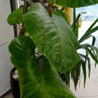 بابا آدم بزرگ