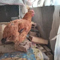 مرغ