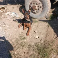 سگ ژرمن گرگی