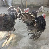 بوقلمون نر|حیوانات مزرعه|سرخرود, |دیوار