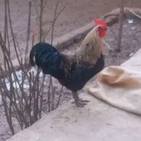 خروس|حیوانات مزرعه|قره چای, |دیوار