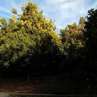 خونه باغ ویلایی 570متری|فروش خانه و ویلا|ارطه, |دیوار