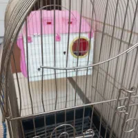 لانه عروس هلندی