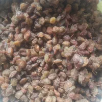 کشمش افتابی سایه خشک مویز شیراز شیره انگور شیرخرما|خوردنی و آشامیدنی|تهران, میدان میوه و ترهبار مرکزی|دیوار