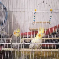 عروس هلندی|پرنده|هشترود, |دیوار