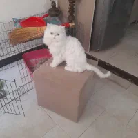 گربه پرشین|گربه|اشتهارد, |دیوار