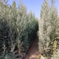 سرو کاج و چنار،زبان گنجشک،زیتون تلخ وگیاهان زینتی.