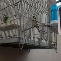 سهره نقاب قفل