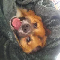 پامرانین روباهی