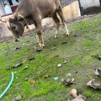 لیشه خوش رنگ جرسی