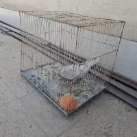 کفتر سار موشی عتیقه نر