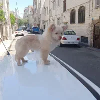 فروش‌ پامرین