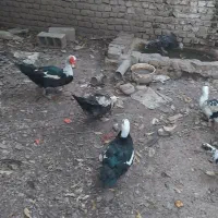 اردک اسراییلی|حیوانات مزرعه|مینودشت, |دیوار