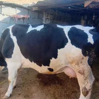 گاو سیمینتال|حیوانات مزرعه|سراب میمه, |دیوار