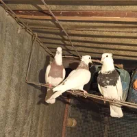 کفتر طوقی فنچ|پرنده|ری, حمزهآباد|دیوار