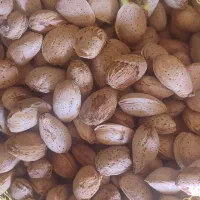 بادام
