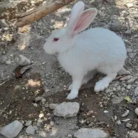 فروش خرگوش