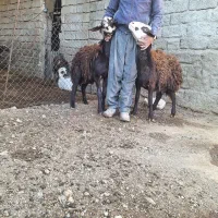 فروش دو راس بره قوچ اصل افشاری بدون عیب و نقص|حیوانات مزرعه|صحنه, |دیوار