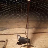 یک جفت سیاه سیندق|پرنده|رفسنجان, |دیوار