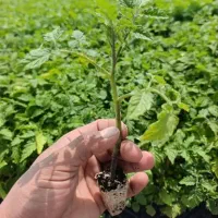 بذر گوجه