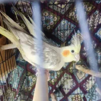 عروس هلندی جفت|پرنده|فردیس, شهرک ناز|دیوار