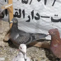 کفتر پرشی