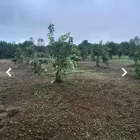 فروش-زمین-1000-متری-در-نشتارود-کترا