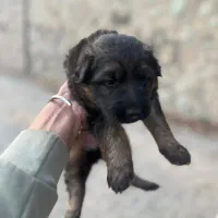 سگ ژرمن اصل|سگ|تهران, تهرانپارس جنوبی|دیوار