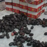 کارگر خرما جمع کن
