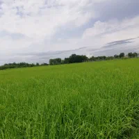 زمین برای کشت برنج